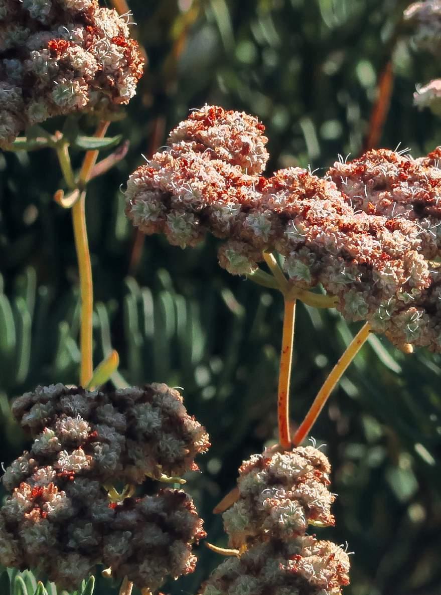 Santa Cruz Island Buckwheat (Eriogonum