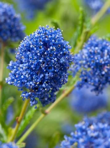 Cobalt blue flowers