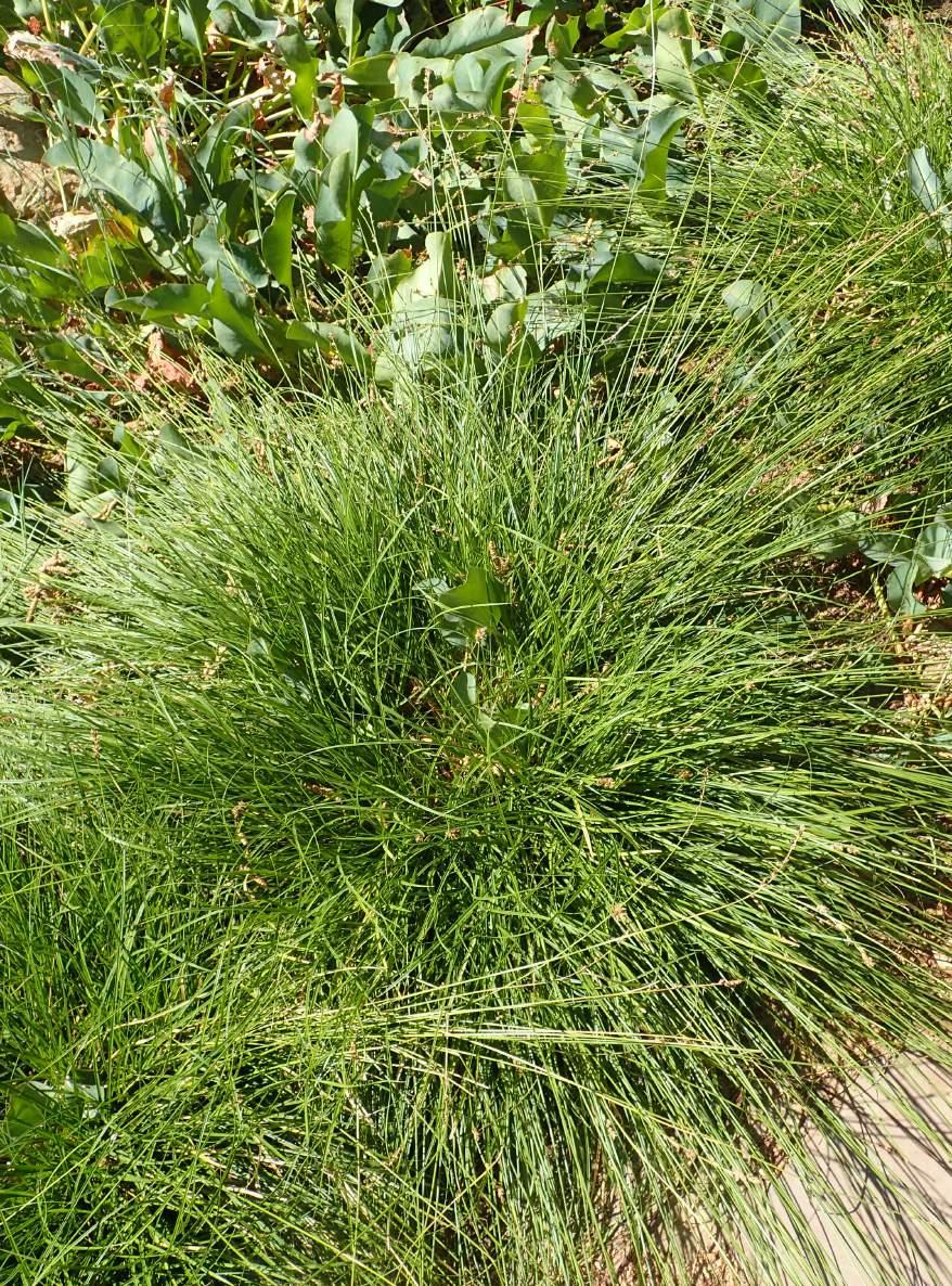 Foothill Sedge (Carex