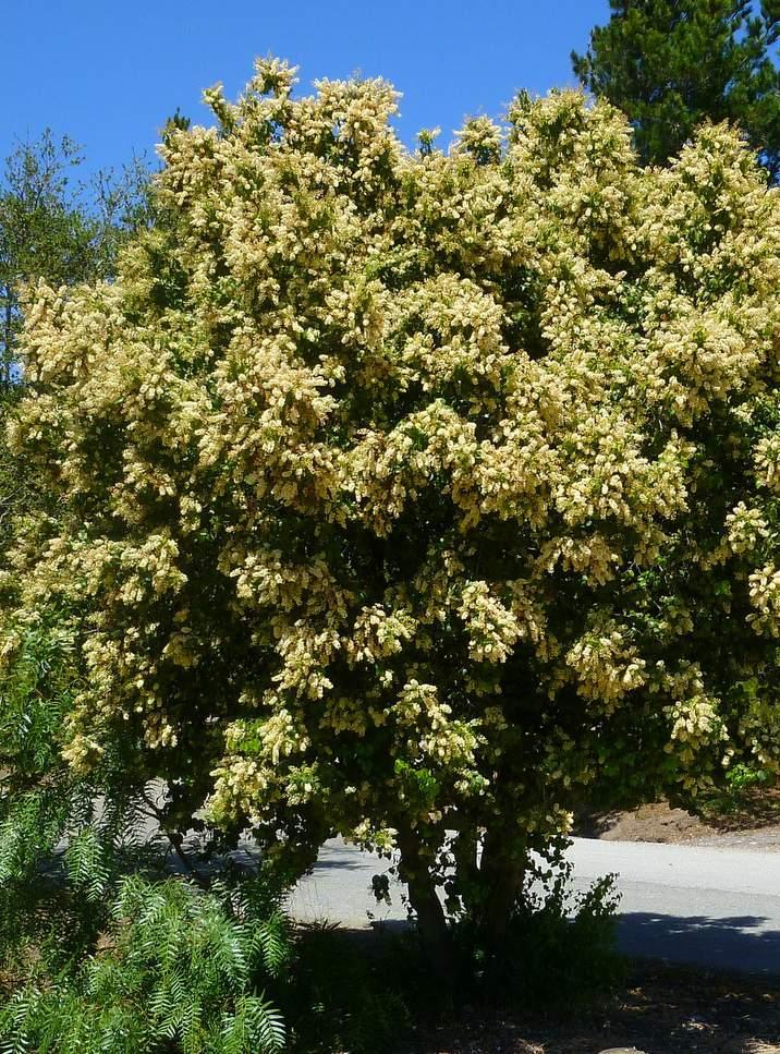 Catalina Cherry (Prunus ilicifolia ssp.