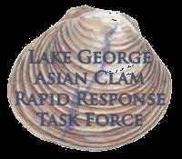Asian Clams In Lake George Discovered in 2010 Testing and examination of control efforts 2010 Tremendous effort to