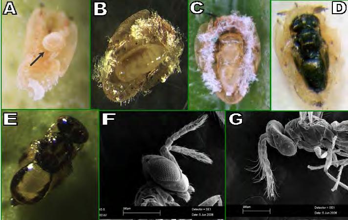Tamarixia radiata biological development egg prepupa pupa