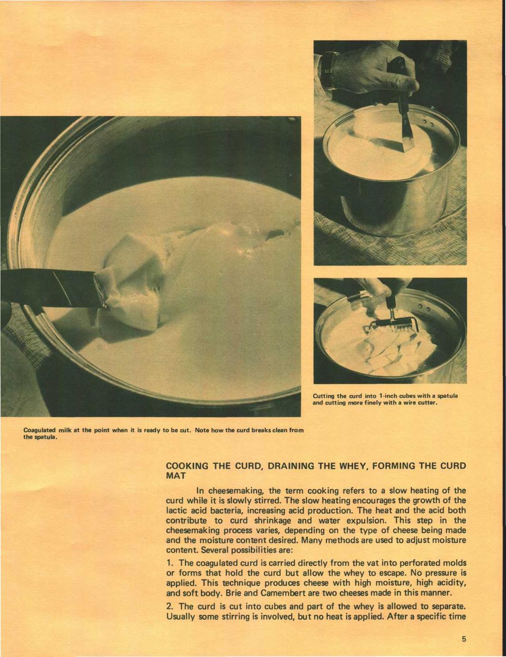Cutting the curd into 1-inch cubes with a spatula and cutting more finely with a wire cutter. Coagulated milk at the point when it is ready to be cut. Note how the curd breaks clean from the spatula.