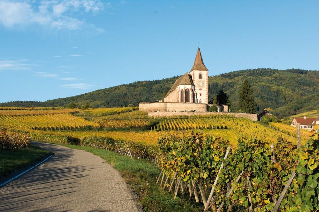 introduce you to some of the most fascinating Grand Cru Alsace wines giving you the possibility of understanding the differences between the different Alsace wines, the grape varieties and terroir.