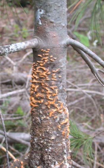 Identification & Management of White Pine Blister Rust Holly Kearns USDA Forest Service Forest Health Protection Sandy, Oregon A rust fungus Cronartium ribicola Complex life