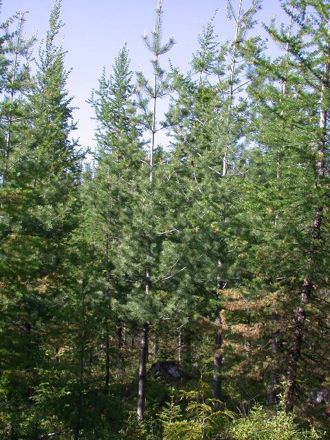 Stands for Pruning Stand Factors to consider Management objectives *Amount of White pine (TPA)