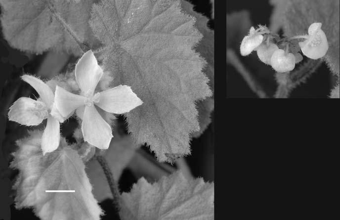 194 F O U R N E W S P E C I E S O F BEGONIA FROM SULAWESI F IG. 3. Begonia chiasmogyna M.Hughes. Left, female flowers; right, male part of the inflorescence. Scale bar represents 1 cm.