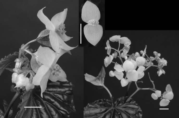 M. HUGHES 195 F IG. 4. Begonia macintyreana M.Hughes.