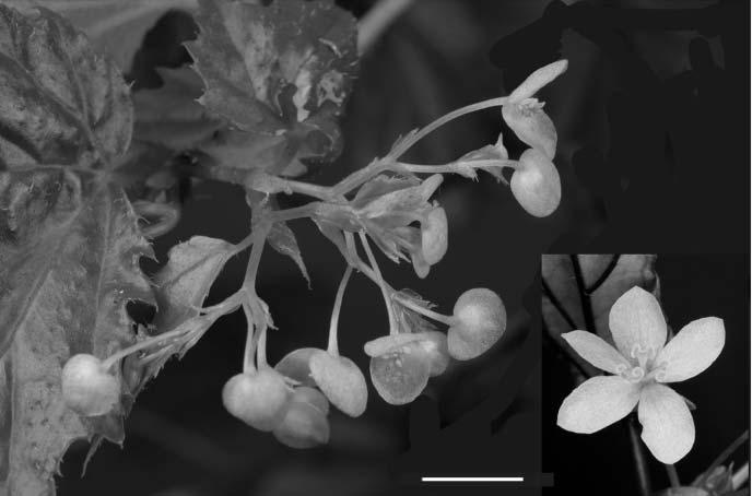 M. HUGHES 197 F IG. 6. Begonia stevei M.Hughes. Left, mature male inflorescence; right, female flower. Scale bar represents 1 cm.