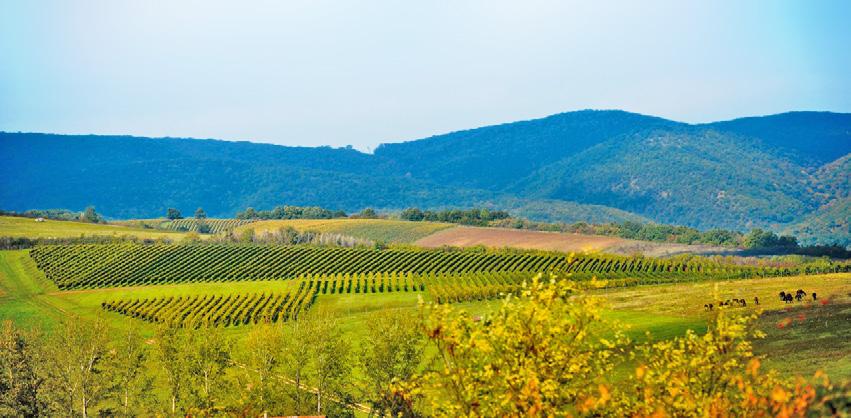 WINERY VINEYARDS Nagy Eged (10 hectares - Grand Cru) Facing south-southwest, this steep-sloping site with