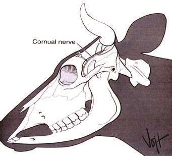 128 a. Aurikopalpebralna grana (motorna) od n. facialis (VII). b. Okulomotorni (III), trohlearni (IV) i n. abducens (VI) - Motorna inervacija očnih mišića c. Maksilarni ogranak n.