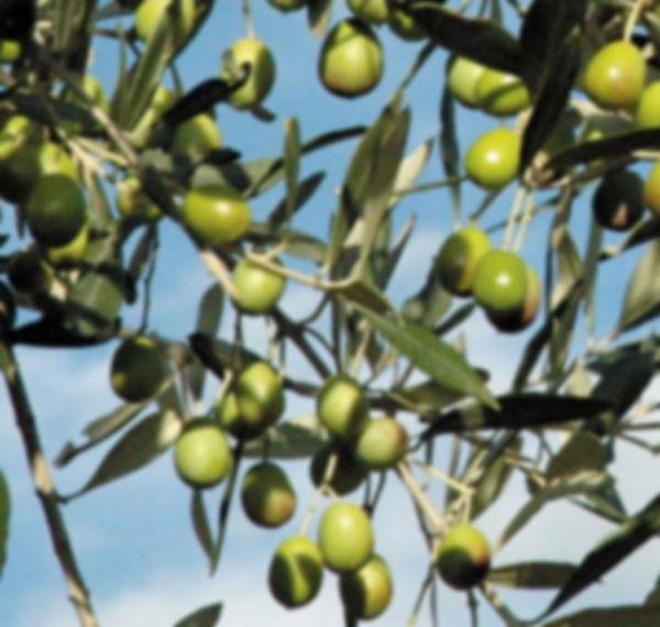 Olive is a bio-indicator for the Mediterranean climate high temperature bloom anticipated (data get from pollen bulletin)
