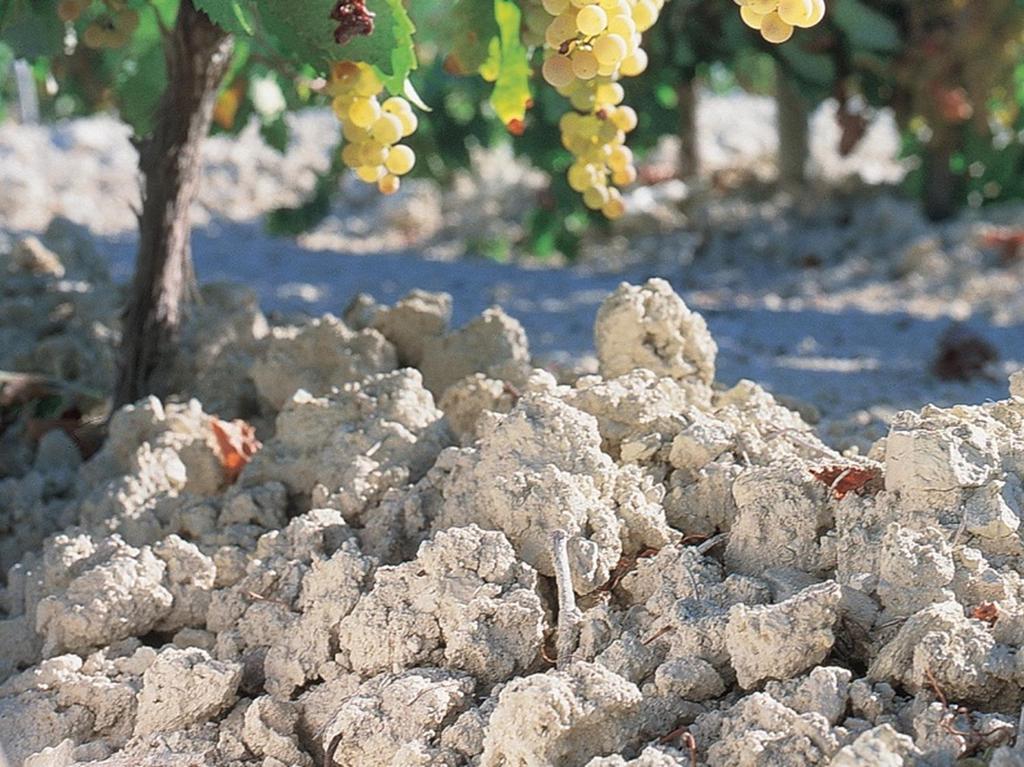 The white colour of the soil allows for an even maturation of the