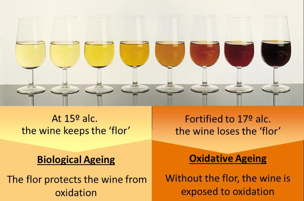 The different levels of alcohol determine the