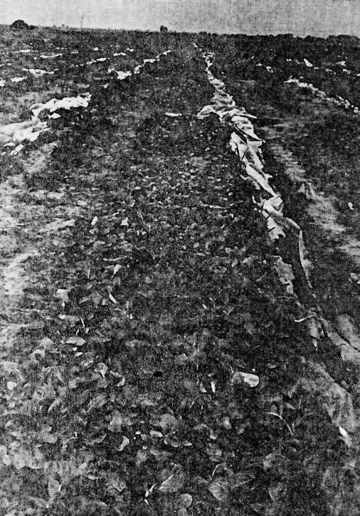 19 Na Slika 4 prikazane su tretirane i netretirane sadnice duvanskog rasada "Burley T"-a u polju.
