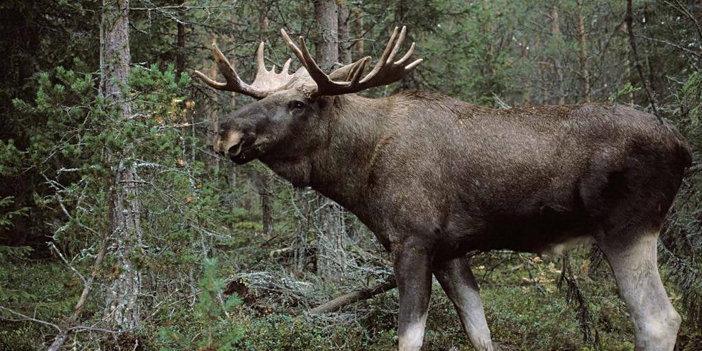 Sweden s hunting beer, originally brewed to satisfy the thirst of Elk
