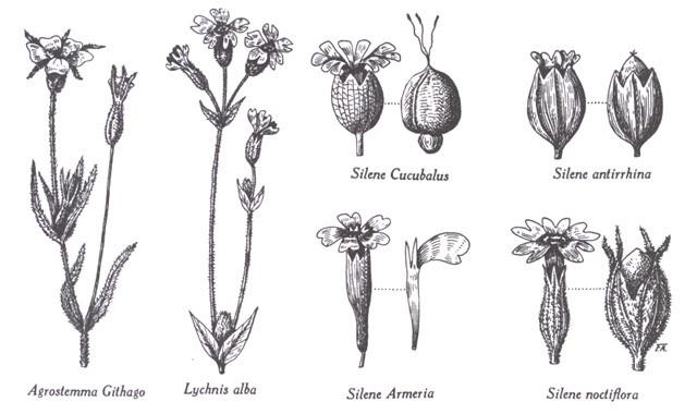 COCKLES & CAMPION STUDY In the Caryophyllaceae family, seed shapes and surface textures differ depending on how the seed is dispersed from the parent plant.