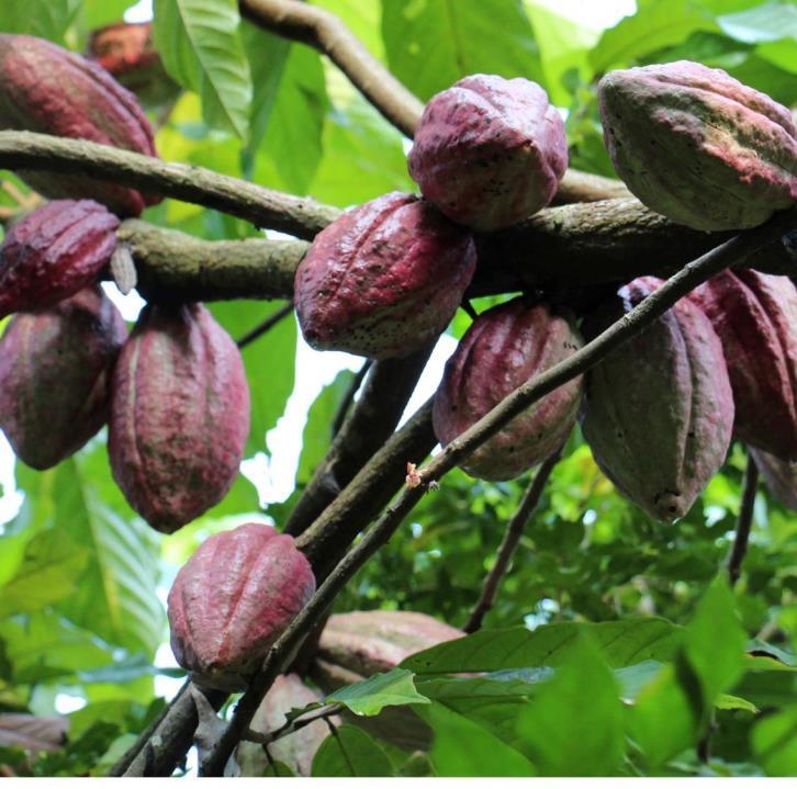 Cacao-Trace answers directly to the need for a more sustainable and