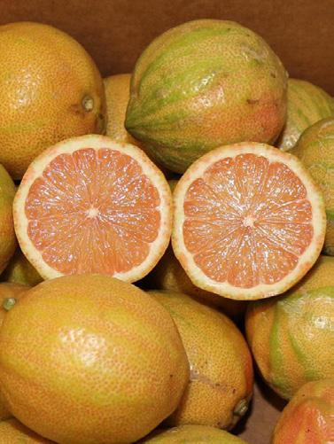 Organic Lemons, Grapefruit, Navels, Minneolas, Cara Caras, and Blood Oranges are expected