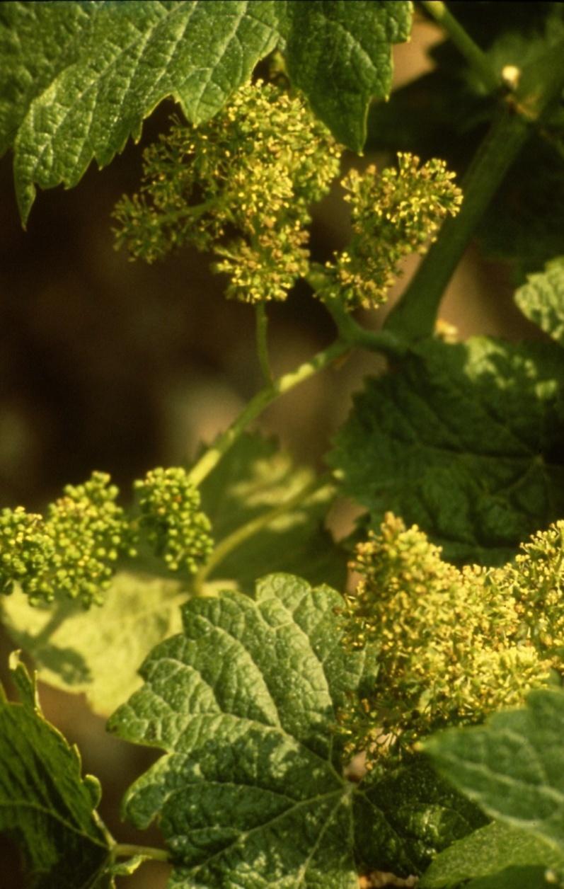 The story behind METISSAGE Always concerned by the ecological footprint we left on our environment, we have decided to go further, by planting disease - resistant grape varieties.