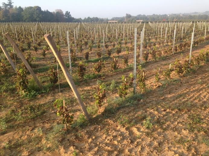 Environmental benefits It is a long time we are involved towards sustainable viticulture.