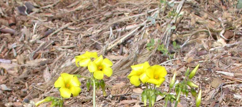 WEED Botanical Name: Oxalis pes-caprae Common Name: Bermuda buttercup Key