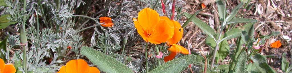 CALIFORNIA NATIVE Botanical Name: