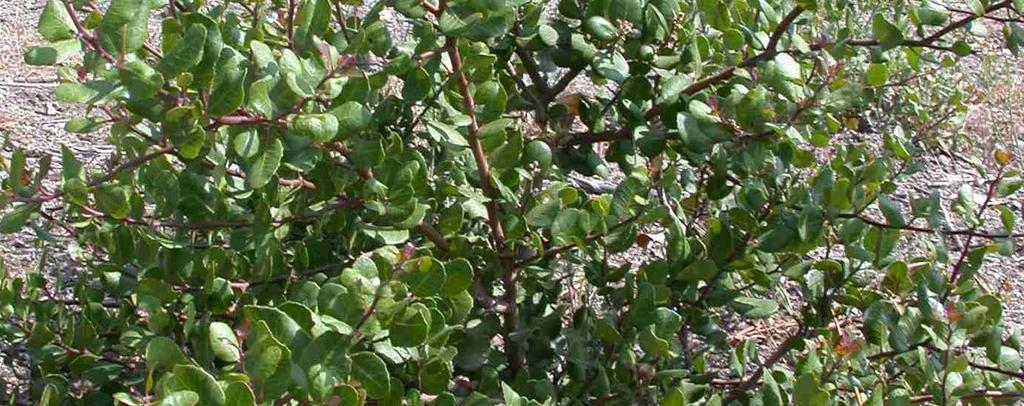 Identifying Traits: Evergreen shrub with flat