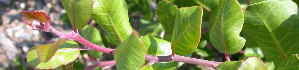 Malosma laurina (laurel sumac). Leaves differ.