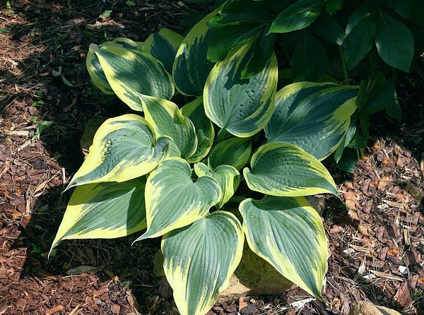 ..thick green and pebbled leaves have a very wide creamy-yellow border that often streaks to the center.