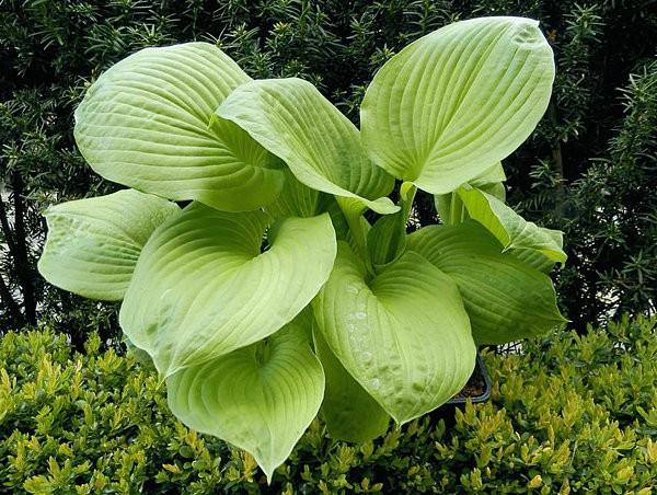 Forms a very nice mound green with pure white margins. Leaves of sun tolerant yellow leaves.