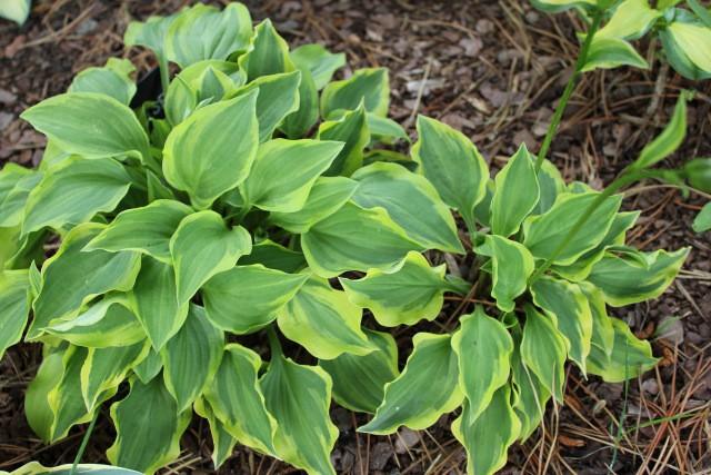 Large hosta with reverse coloration of Variegated sport from H. 'Hydon Sunset' 'Great Expectations'.