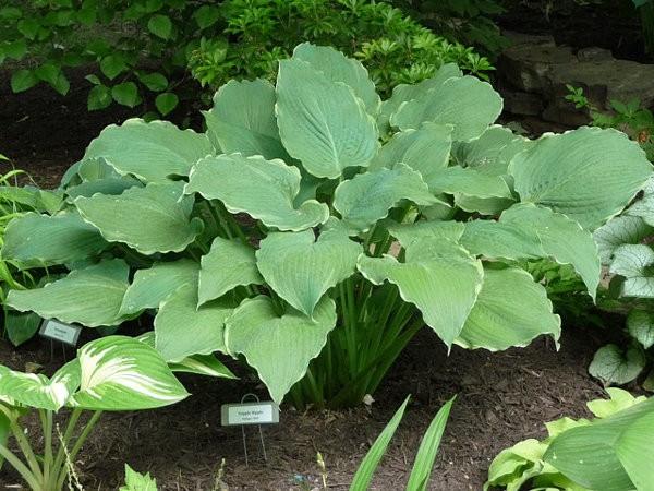 Touch of Flame Tripple Ripple The medium sized hosta is a sport of Mature Size: 20 T x 50 W H.