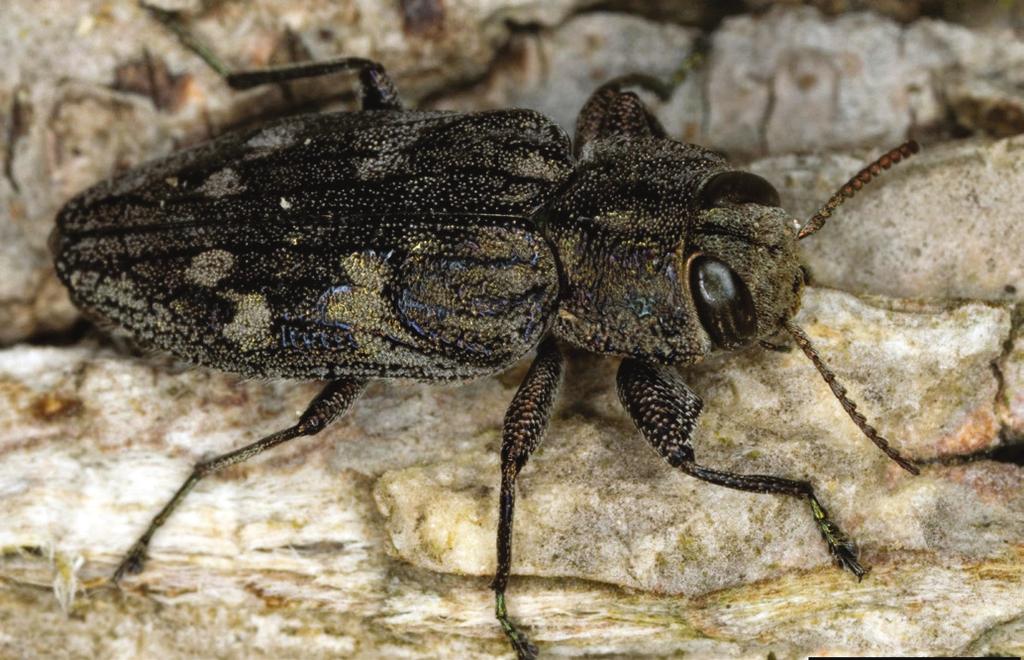 7. 5. 6. Figure 5. Adult white oak borer, a longhorned beetle adult (Cerambycidae). (Photo credit: James B. Hanson, USDA Forest Service, Bugwood.org) Figure 6.