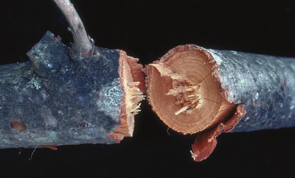 The twig pruner larva chews a break in the twig to get it to separate from the branch (fig. 11). The cut end is more ragged and not even.
