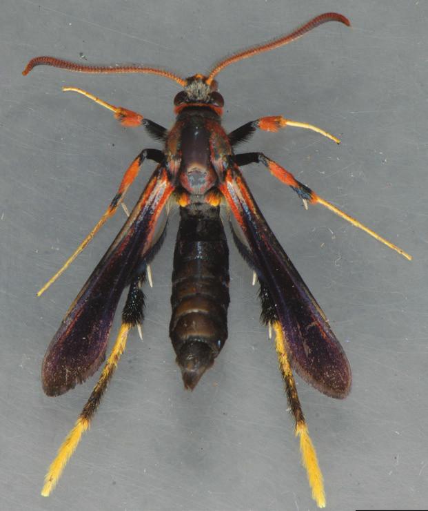 Clearwing borers (Sesiidae) are a group of day-active moths whose larvae are plant pests.