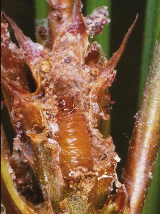 Like other borers, larvae develop hidden inside the plant, but these larvae develop exclusively in the terminal end of the branch.