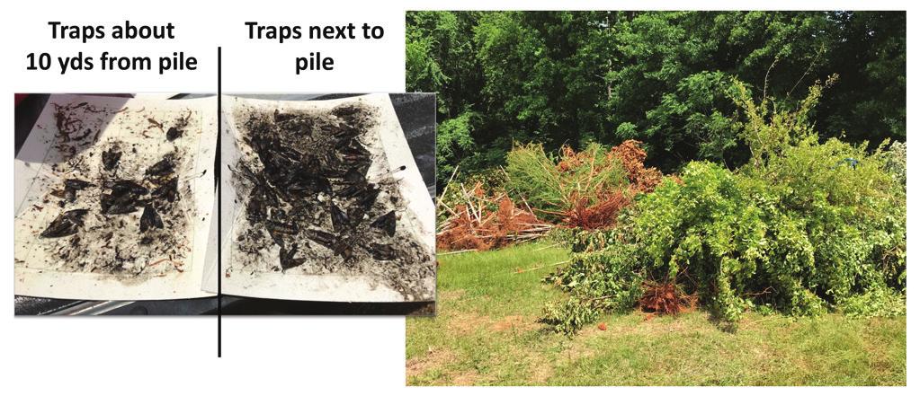 Sticky traps or bands can also be used with or without a chemical lure. A purple panel sticky trap (fig. 24) is commonly used to monitor flatheaded (Buprestidae) movement in nurseries.