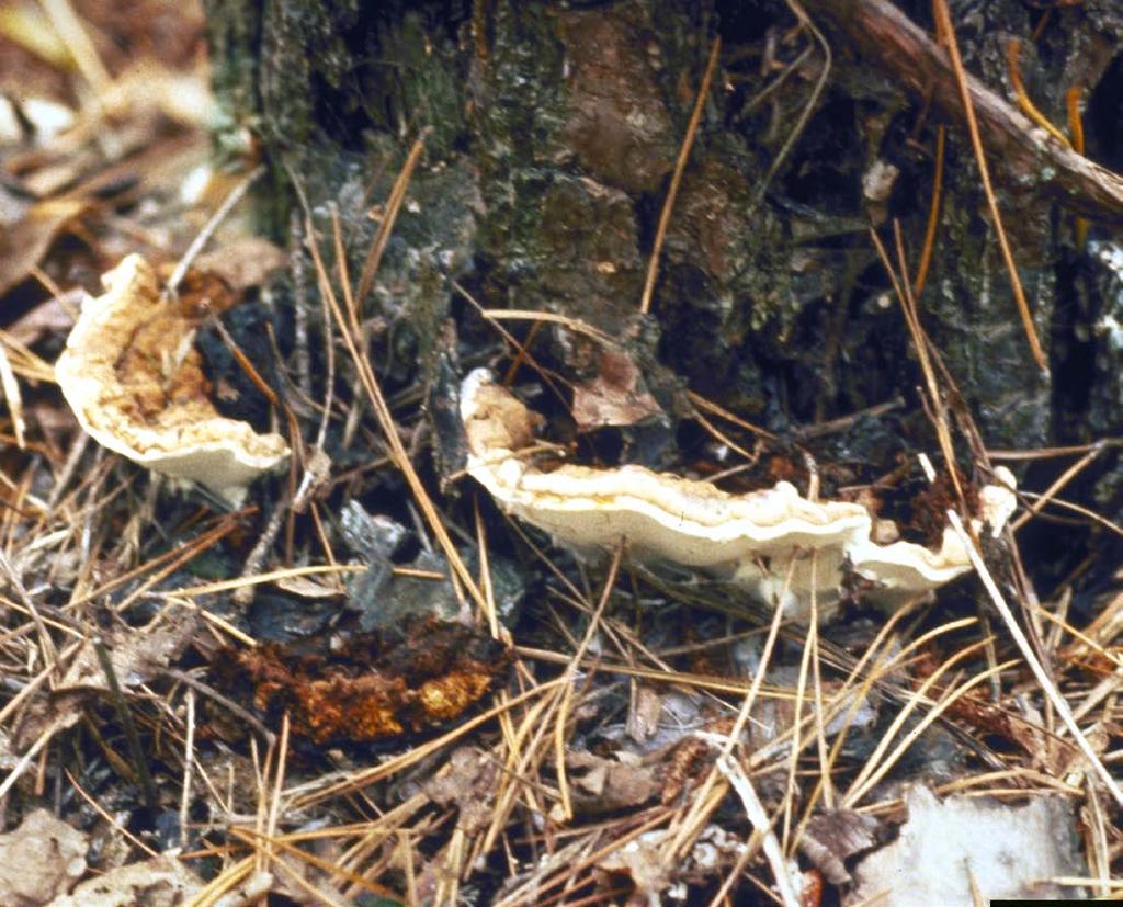 Twigs show reduced growth, and the foliage may be sparse, smaller than normal and chlorotic (yellow). Infected roots are white and spongy with black flecks or dark lines.