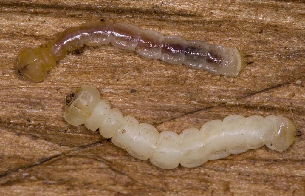 Attacked trees have typically died after two or three years of infestation. The larvae will overwinter in a burrow in the outer bark in a doubled-over position.