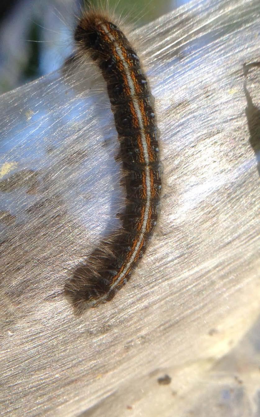 The most distinctive trait of this caterpillar are the webbing nests in the crotches of their host trees in spring. Throughout its range the eastern tent caterpillar only has one generation year.