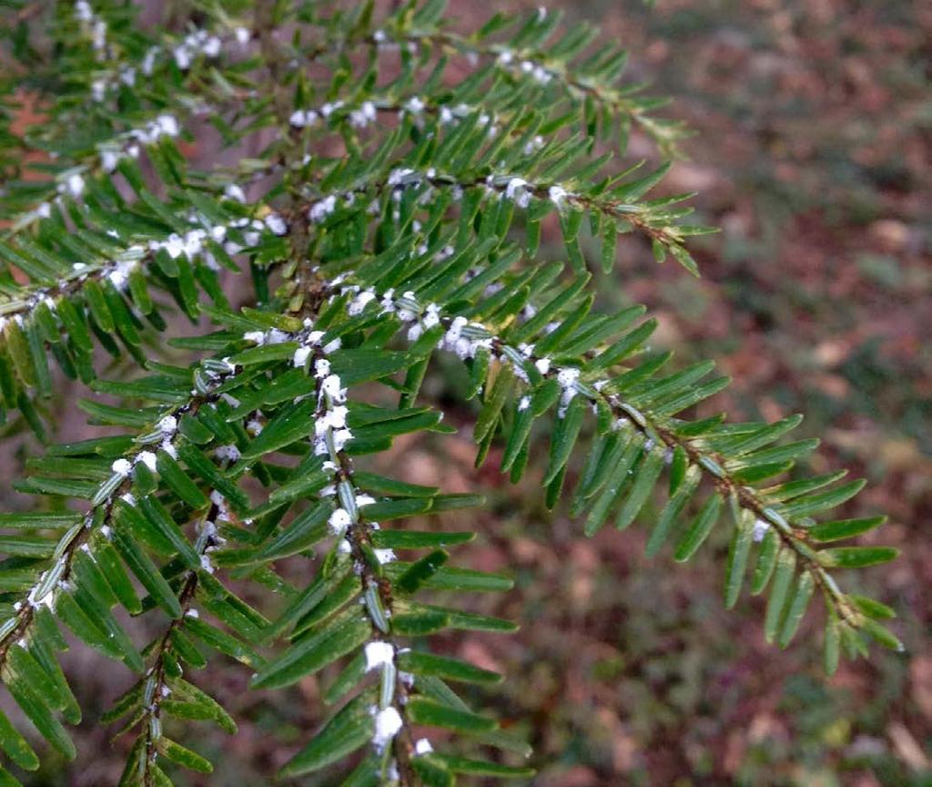 Eastern and Carolina hemlocks, as well as many ornamental hemlock cultivars, are hosts. Symptoms develop gradually over three to seven years. Foliage of infested branches will be chlorotic.