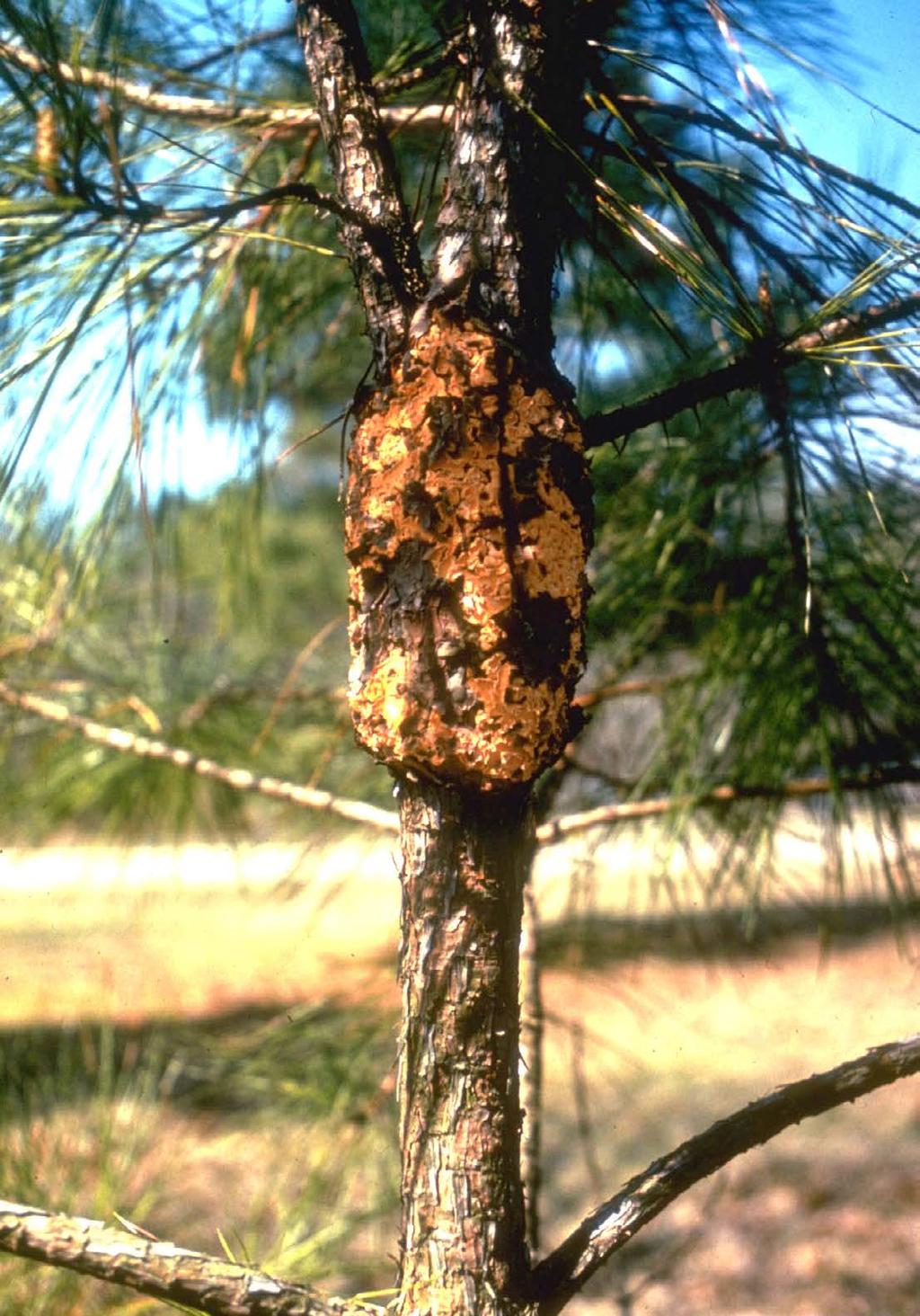FUSIFORM RUST This is the most common fungal disease in southern pines and has resulted in millions of dollars in losses in timber. The rust fungus, Cronartium quercum, causes this disease.