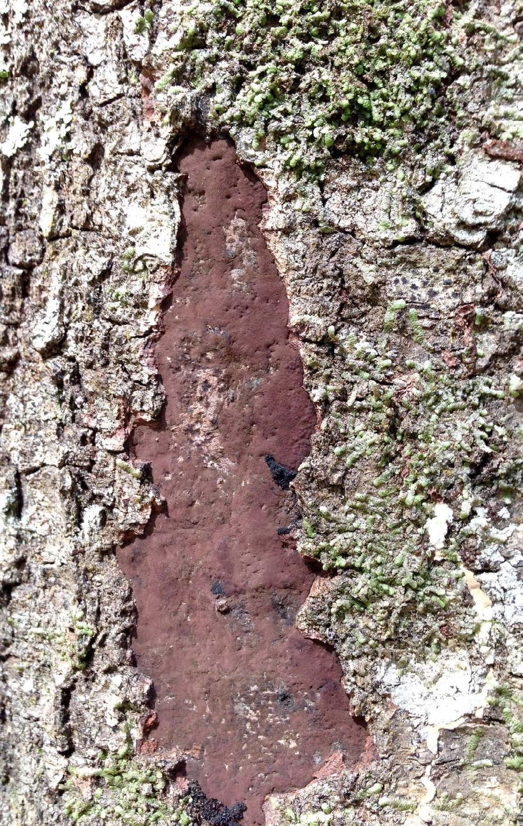 stress. Infected trees die soon after production of the stromatal mat in the cambium layer. Oaks in the red oak group are more susceptible than oaks in the white oak group.