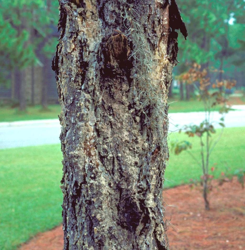 This disease infects all species of southern pine. The main symptom of this disease are resin-soaked cankers, usually starting near the top of the tree.