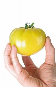 Beef tomato HYBRID TOMATOES The yellow beef tomato is extraordinary because of its yellow colour and red heart.