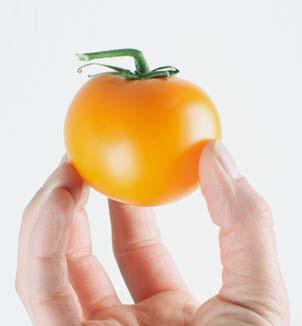 Due to the good taste they are perfect for a delicious heirloom tomato salad.