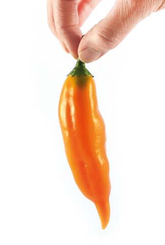 Magma hot chilli family We have selected a world range of hot chillies from the