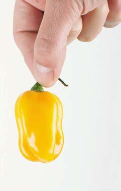 The Habanero is frequently used to add spice to various dishes.