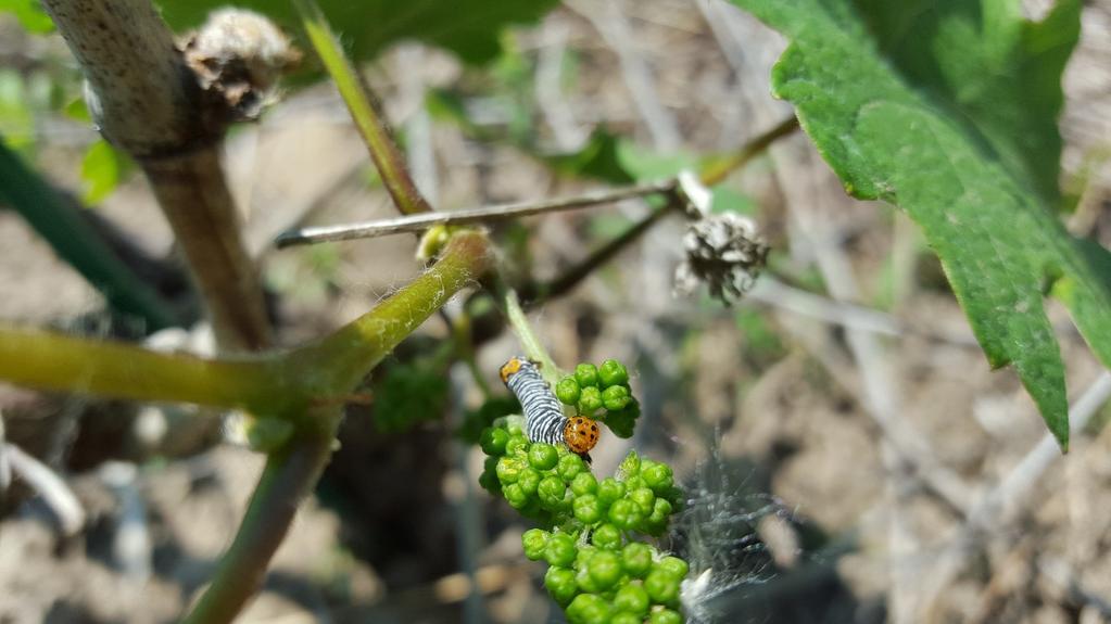 Hans reminded the group that now is the time to rotate into your most effective materials, particularly for botrytis, and to back up Strobilurin fungicides ( strobies ) with other materials to ensure